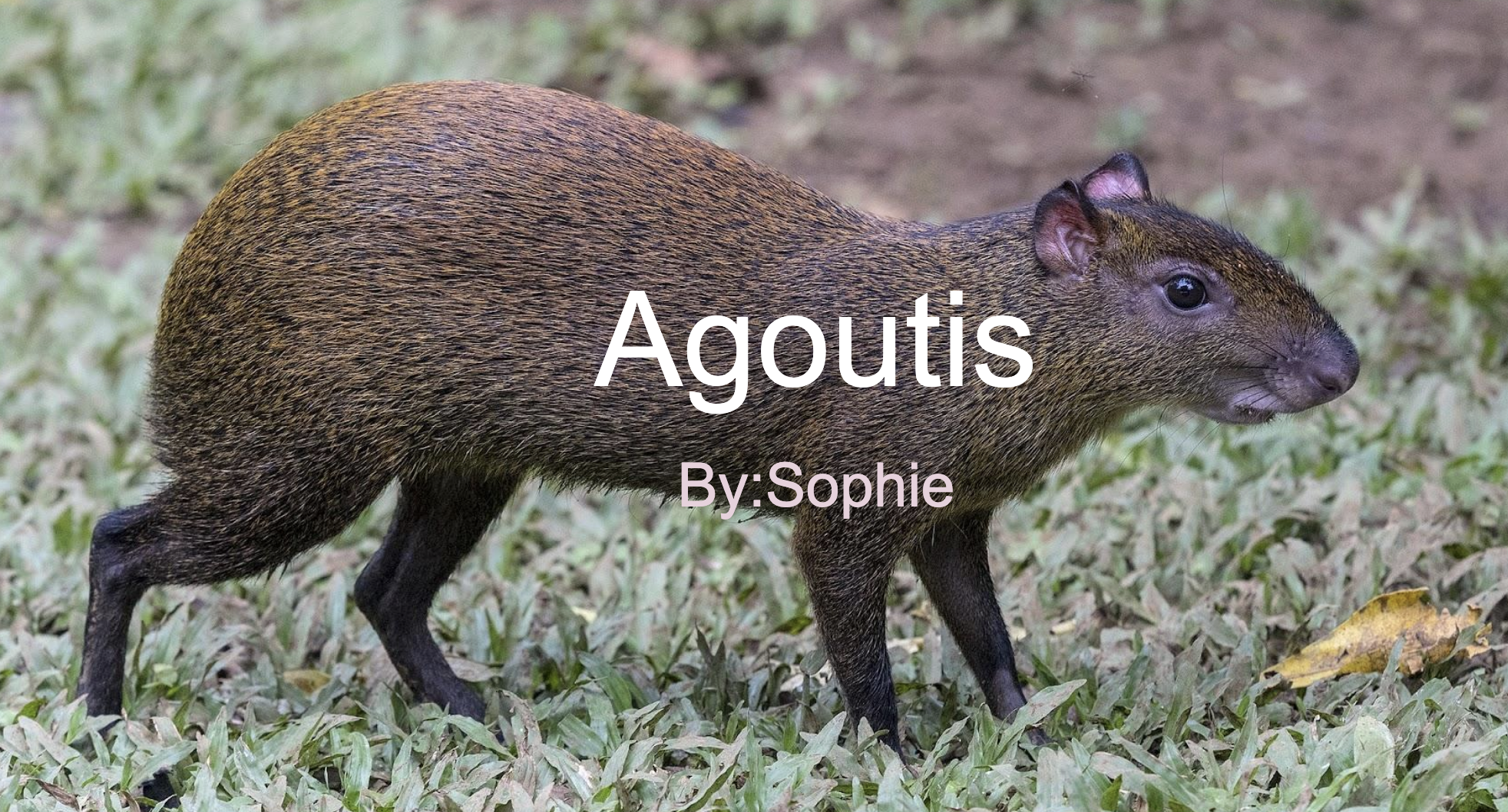 Agoutis!