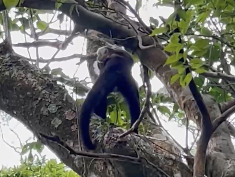 Monkeys