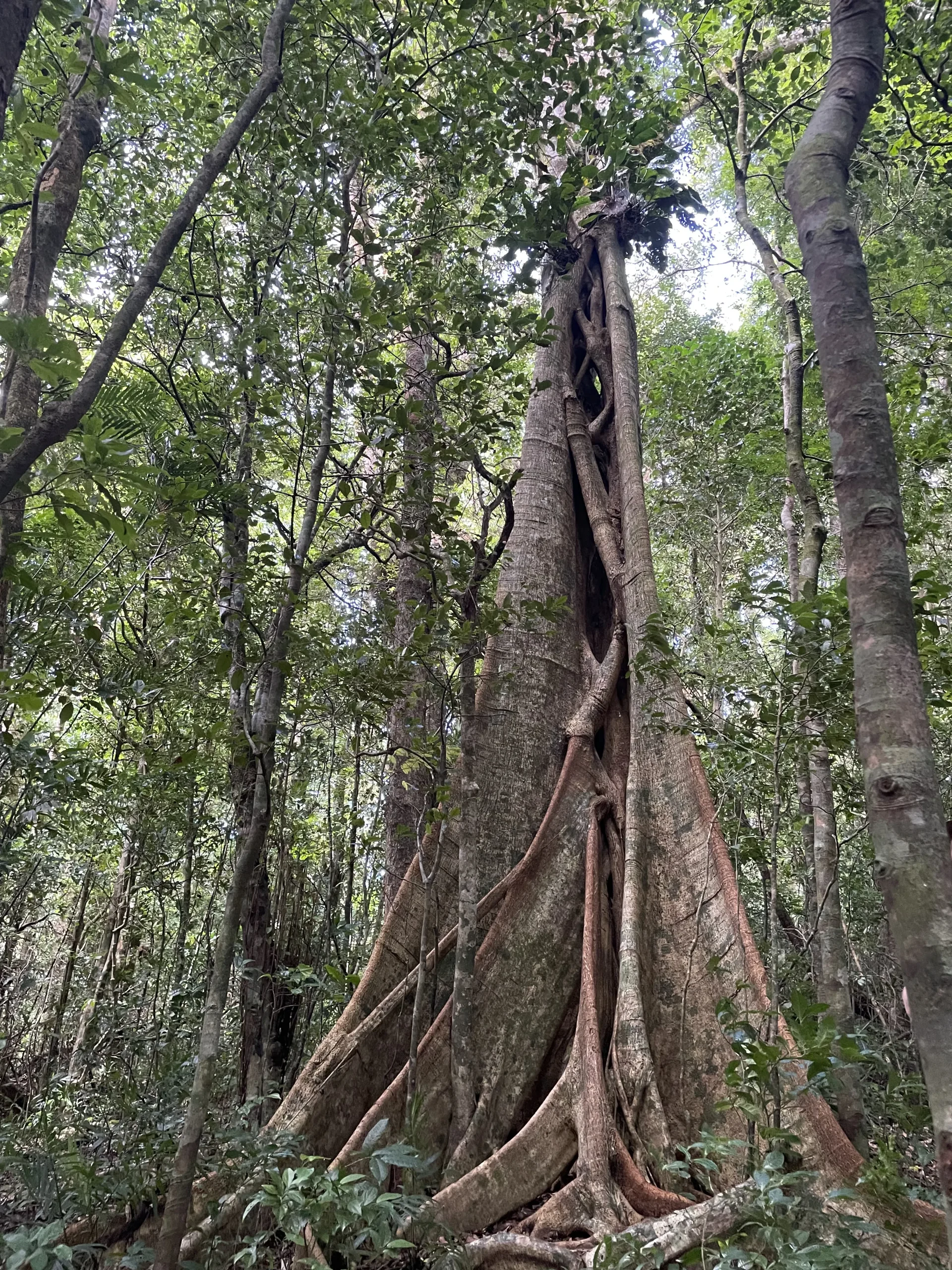 Walking in Bajo del Tigre Reserve