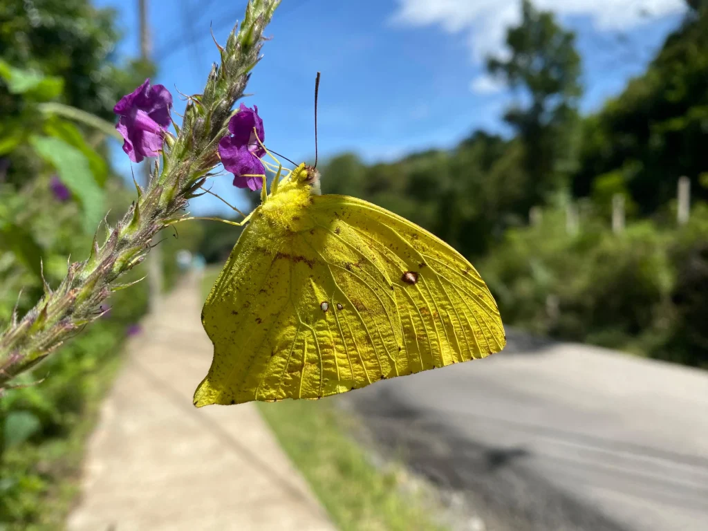 A yellow sulphur butterfly