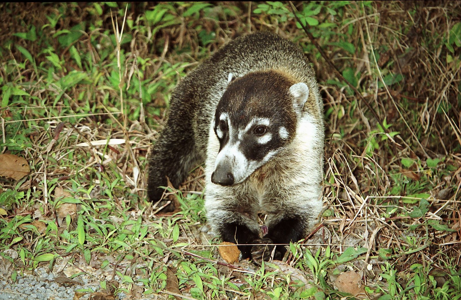 What the heck is a coati?