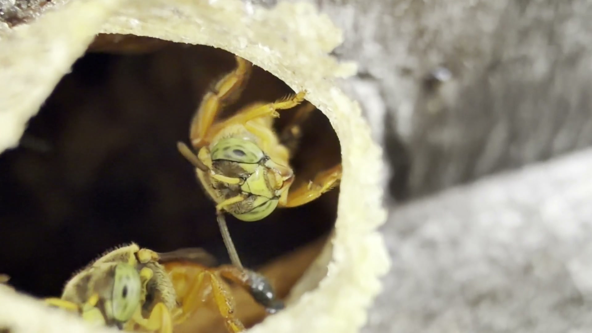 🐝 Bees bees bees! 🐝